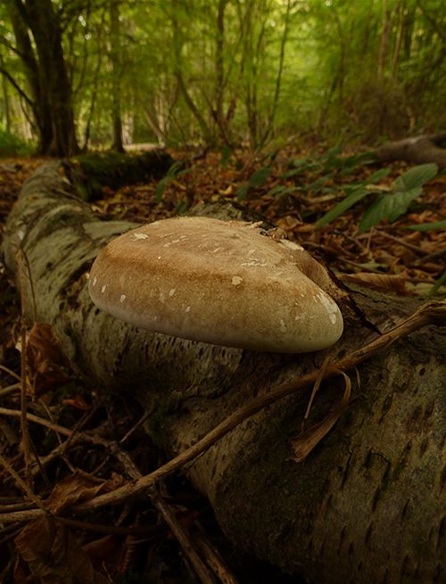 A mature fruiting body on a fallen silver birch at Hampstead Heath, London.